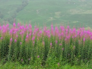 Wild flowers in Scotland