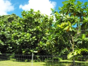 Breadfruit trees