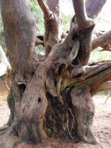 2000 year old yew tree at Kingley Vale at West Stoke, not far from Chichester