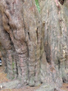 'Elephant' hiding in a 200 yr old yew tree trunk!