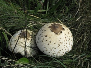 Mushrooms, on the coast, by the Green Bridge, Pembrokeshire