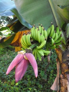Banana flower